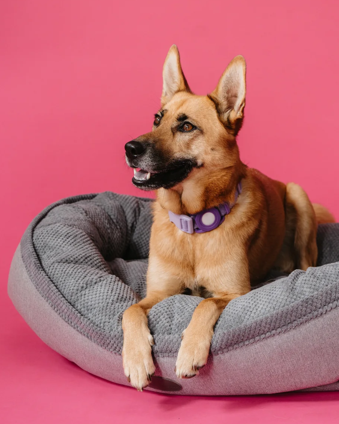 Chester & Lee | Furry Bagel Dog Bed
