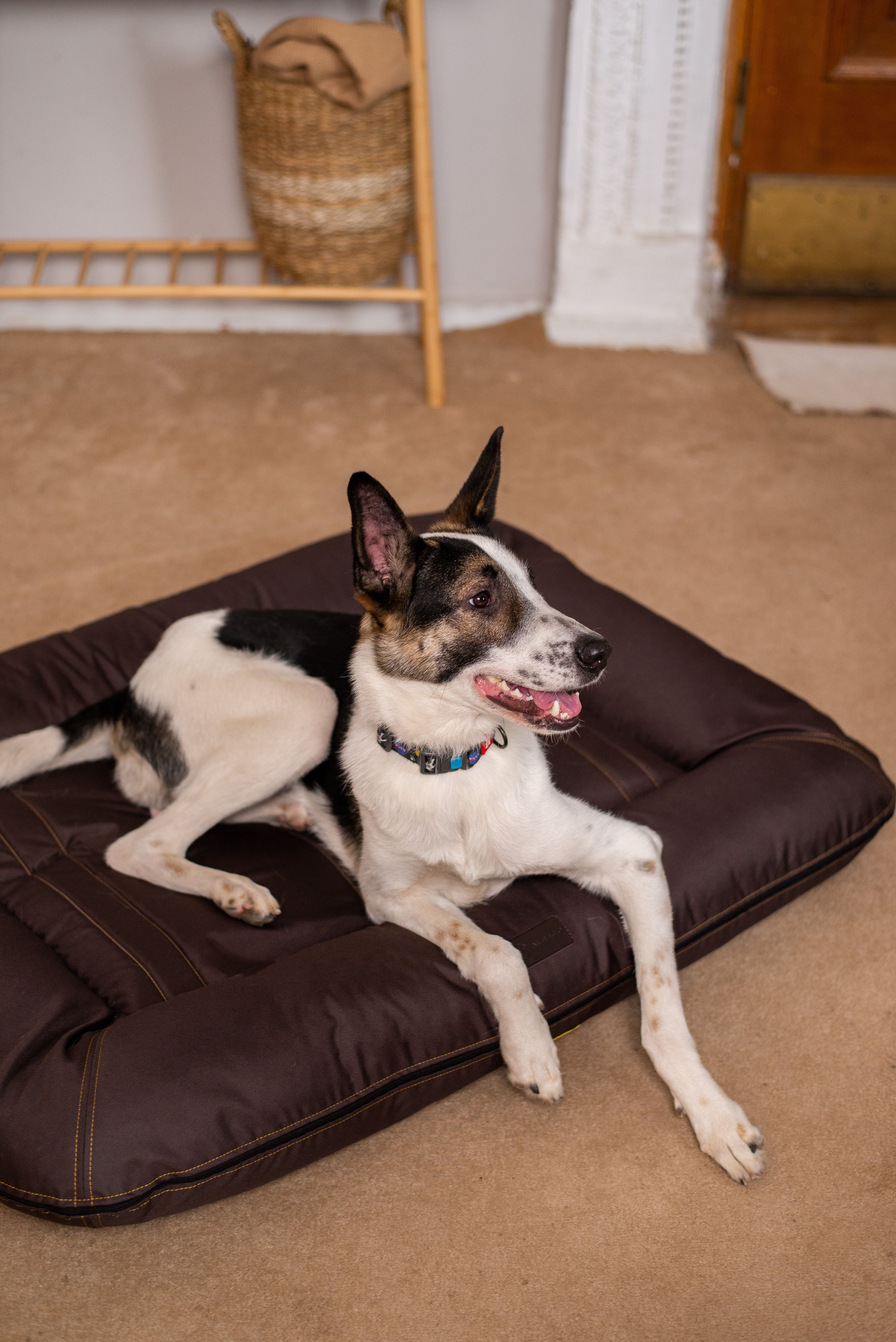 Chester & Lee | Waterproof Lounger Dog Bed Brown